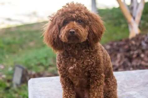 泰迪犬全解析：颜值与个性的双面镜