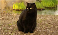 黑猫到底吉不吉利