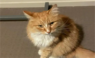 猫抽搐是因为什么原因