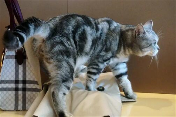解锁“高冷”猫咪的亲近密码，打造温馨铲屎官日常！