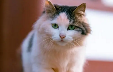 猫低沉呜呜像发怒