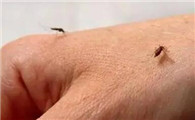 四川的蚊子怎么那么毒