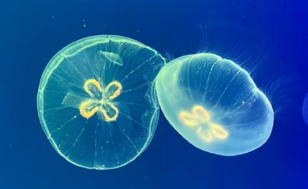 什么生物吃水母