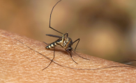 春天蚊子从哪里来