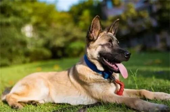 马犬的五大吸引力：探究为何它们成为越来越多人的首选