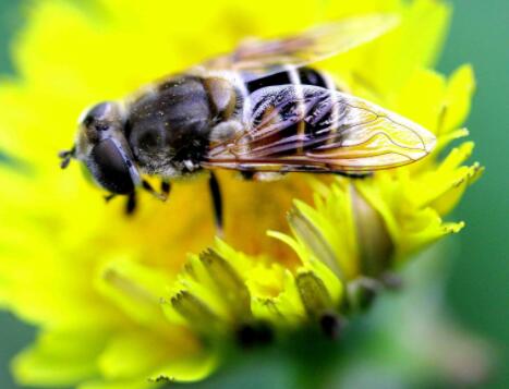 常见的蜜蜂有哪些 常见的蜜蜂有哪些