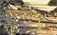 除白蚁的应急方法