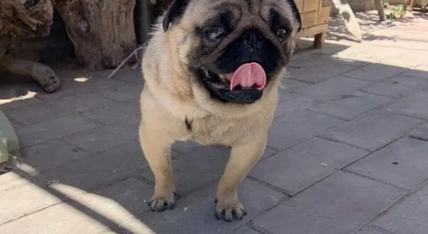 夏天饲养巴哥犬，一定要做好这几点，不然狗狗会中暑