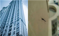 高层为什么有蚊子