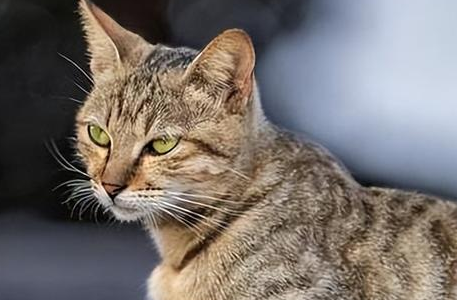 狸花猫“养熟”迹象,看你家猫中了几条? 狸花猫“养熟”迹象,看你家猫中了几条?