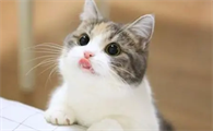 猫的性格古怪表现在哪些方面