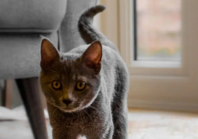 猫主人必备指南：十大热门猫咪品种大盘点