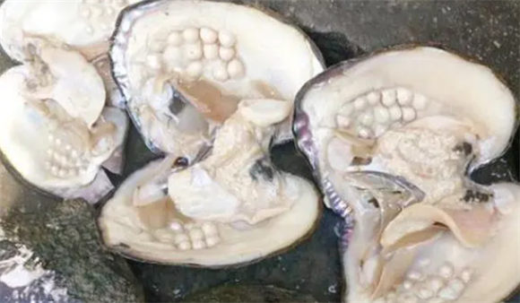 河蚌的身体结构 河蚌的身体结构