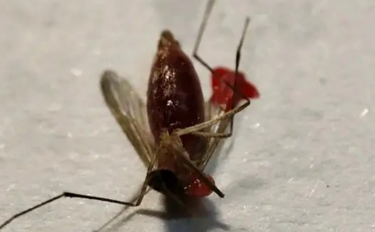 打死一只蚊子会判几年
