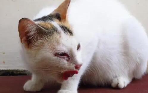 猫吃了蟑螂药会怎么样