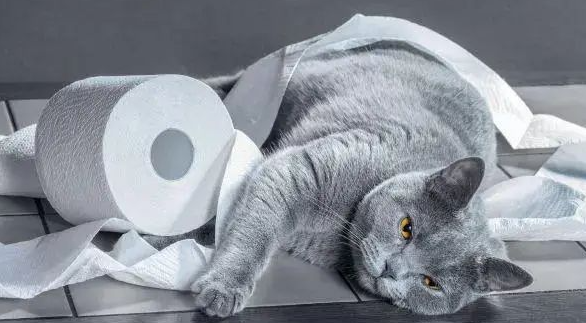 这些情况表明你的猫生病了，注意到了吗？ 