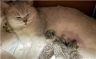 猫咪预产期多少天为正常