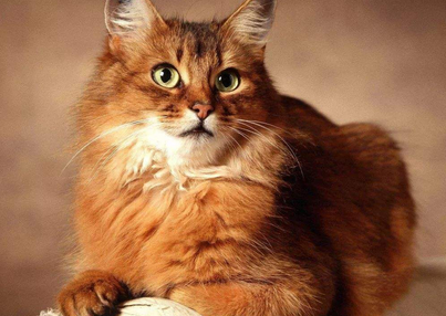 猫的品种美短多少钱一只 猫的品种美短多少钱一只