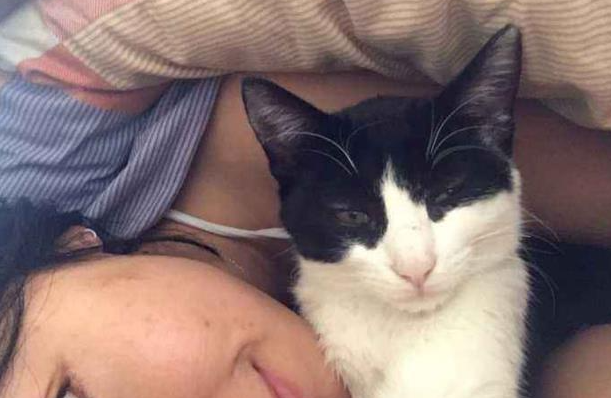 跟猫长期接触容易感染什么病