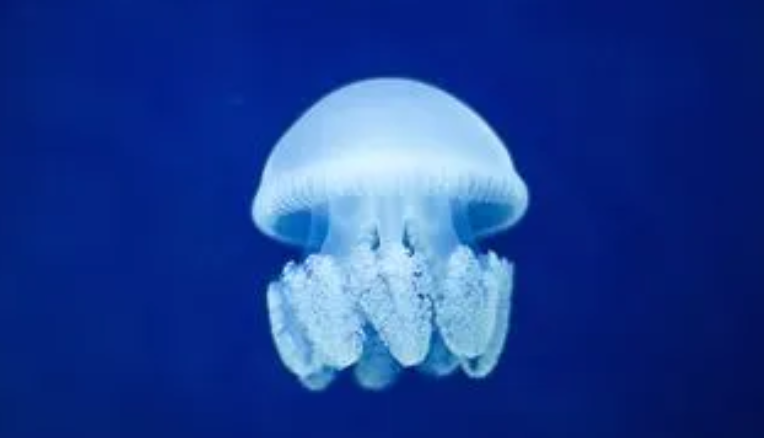 水母有没有器官
