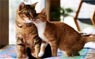 公猫母猫哪个好养