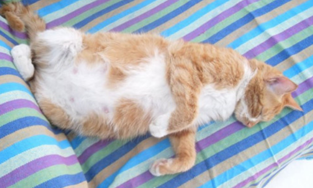 怀孕50天的猫肚子多大