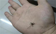 热成像能抓蚊子吗