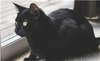 纯黑的猫是什么品种?