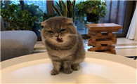 猫的脾气性格