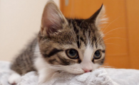 刚出生的小猫几天睁眼
