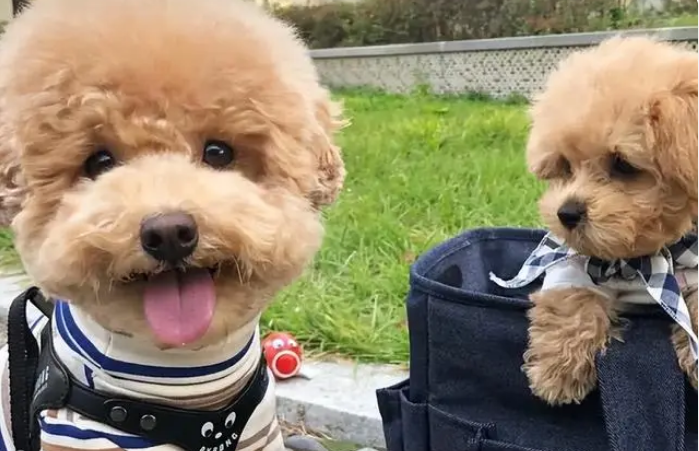 了解“泰迪犬”的优缺点,让你养狗狗不踩坑! 了解“泰迪犬”的优缺点,让你养狗狗不踩坑!