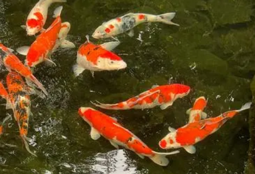 上海锦鲤在哪买