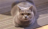 猫的平均寿命