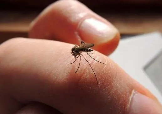 蚊子吸血是为了什么
