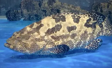 石斑鱼哪里的有名