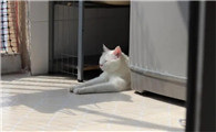 纯白色的猫是什么品种图片