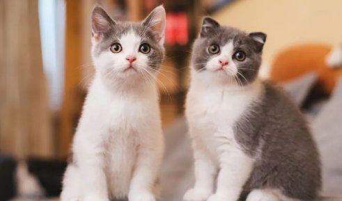 pidan:以猫之名,温暖人心,共筑治愈之旅 pidan:以猫之名,温暖人心,共筑治愈之旅