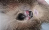 公猫生过孩子了还能绝育吗