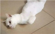 广东潮汕成格猫说法