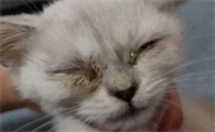 猫打喷嚏打出一坨黄黄的鼻涕