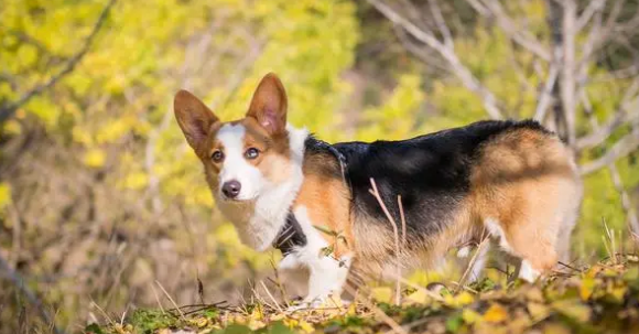 柯基：一种充满活力与忠诚的小型犬