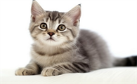 家里来了一只猫是什么兆头好不好