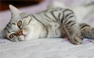 猫的特点和生活特征