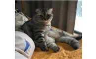 公猫什么时候发起情