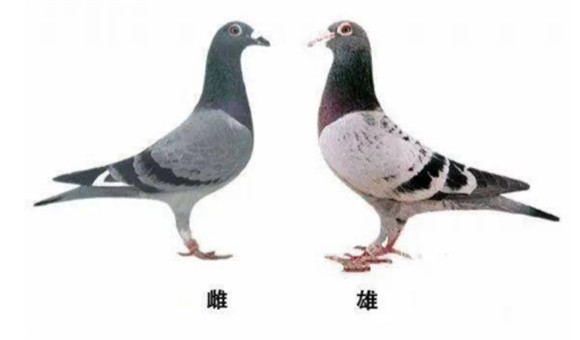 鸽子有雌激素吗 鸽子有雌激素吗