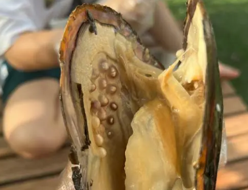 珍珠蚌哪种好 珍珠蚌哪种好