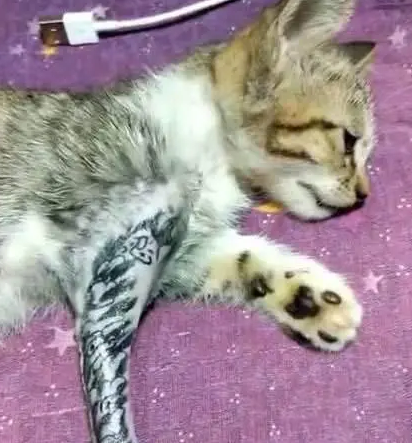 主人剃掉猫咪“手臂”上的毛,拿猫练习“刺青”,遭网友谴责 主人剃掉猫咪“手臂”上的毛,拿猫练习“刺青”,遭网友谴责