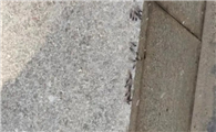 白蚁办公室电话