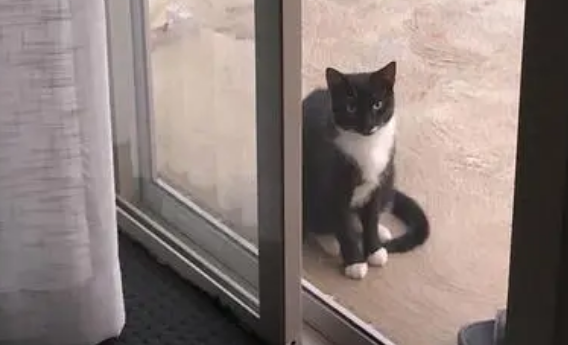 家里进猫的真正预兆