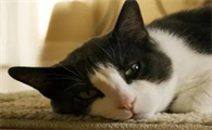 猫吃什么可以代替安乐死